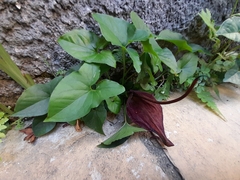 Typhonium roxburghii