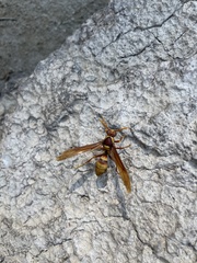 Polistes carnifex