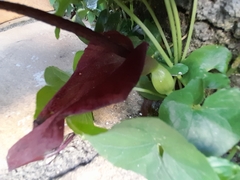 Typhonium roxburghii