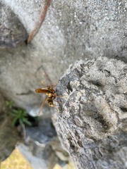 Polistes carnifex