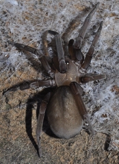 Filistata insidiatrix