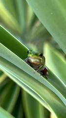 Litoria fallax