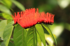 Combretum farinosum