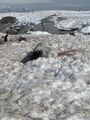 Leptonychotes weddellii