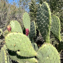 Opuntia littoralis