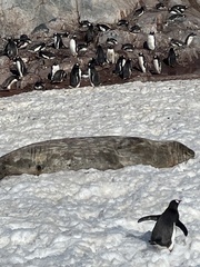 Leptonychotes weddellii