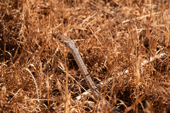 Masticophis taeniatus taeniatus