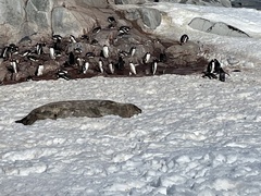 Leptonychotes weddellii