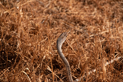 Masticophis taeniatus taeniatus