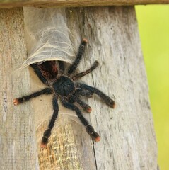 Avicularia avicularia