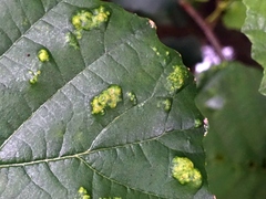 Acalitus brevitarsus