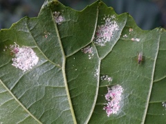 Acalitus brevitarsus