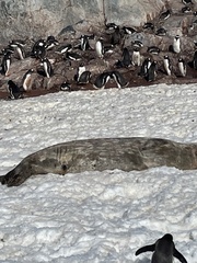 Leptonychotes weddellii