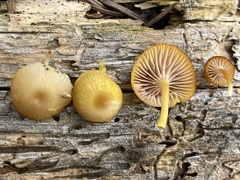 Chromosera