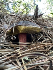 Xerocomellus atropurpureus