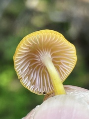Chromosera