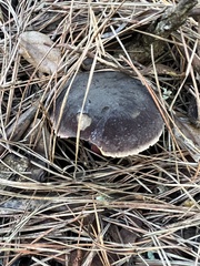 Xerocomellus atropurpureus