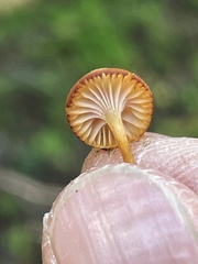 Chromosera