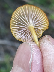 Chromosera