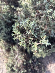 Frankenia salina