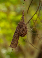 Anaplectes rubriceps