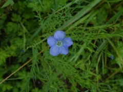 Linum usitatissimum