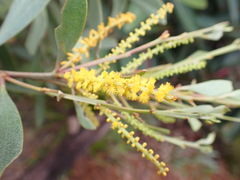 Acacia spirorbis
