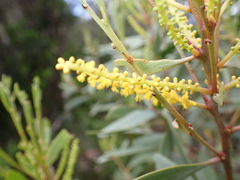 Acacia spirorbis