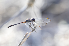 Erythrodiplax berenice