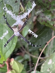 Argiope submaronica