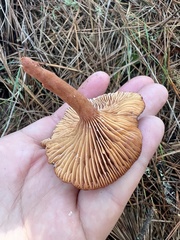 Lactarius rubidus