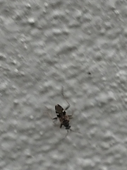 Beosus maritimus