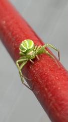 Diaea
