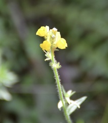 Linaria supina