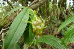 Epidendrum carchiense