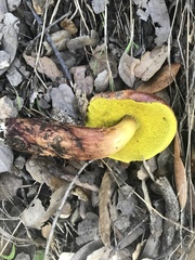 Aureoboletus flaviporus