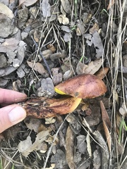 Aureoboletus flaviporus