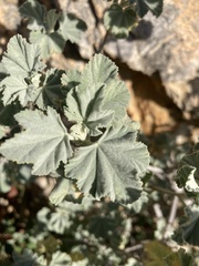 Malva subovata