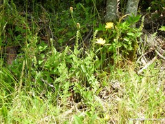 Teucrium scorodonia
