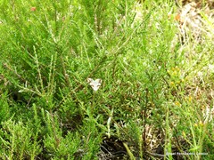 Genista pilosa
