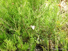 Aplocera praeformata