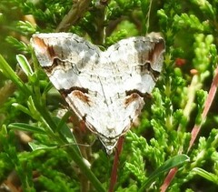 Aplocera praeformata