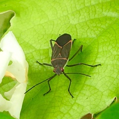 Leptocoris