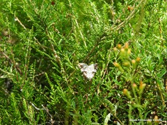 Calluna vulgaris