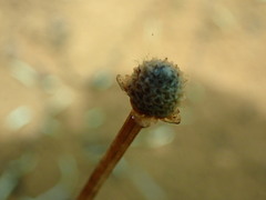Eriocaulon neocaledonicum