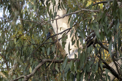 Myiagra cyanoleuca