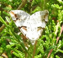 Aplocera praeformata