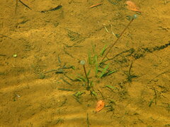 Eriocaulon neocaledonicum