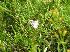 Aplocera praeformata