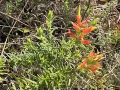 Castilleja auriculata